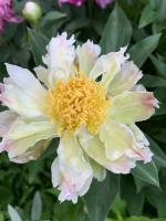 2. Пион Green lotus (Молочноцветковый)