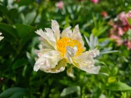 2. Пион Green lotus (Молочноцветковый)