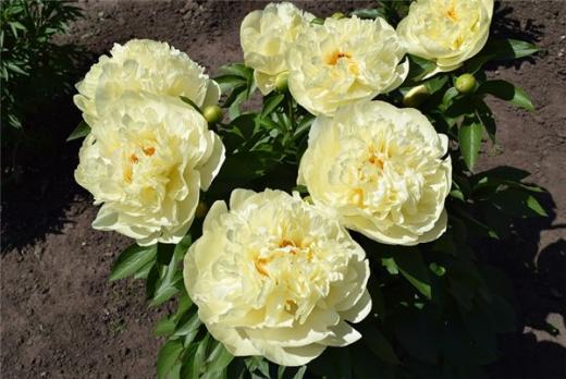 2. Пион Lemon shiffon (молочноцветковый)