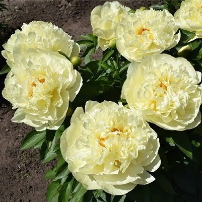 2. Пион Lemon shiffon (молочноцветковый)