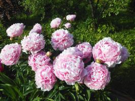 5. Пион Sarah bernhardt (молочноцветковый)