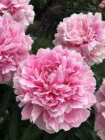 5. Пион Sarah bernhardt (молочноцветковый)