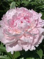 4. Пион Sarah bernhardt (Молочноцветковый)