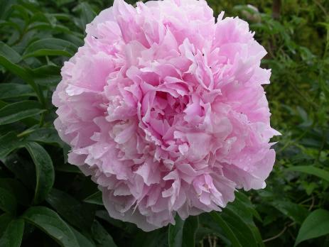 5. Пион Sarah bernhardt (молочноцветковый)