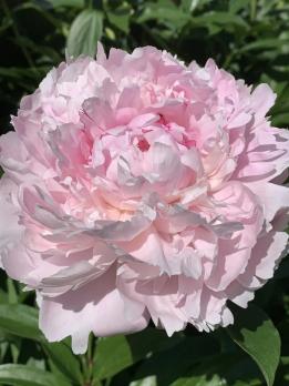 4. Пион Sarah bernhardt (Молочноцветковый)