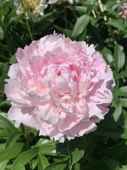 4. Пион Sarah bernhardt (Молочноцветковый)