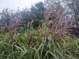 Мискантус китайский Malepartus