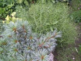 Осока Пальмолистная Muskingumensis