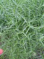 Осока Пальмолистная Muskingumensis