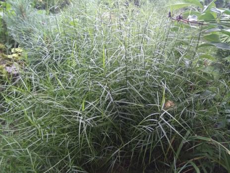 Осока Пальмолистная Muskingumensis