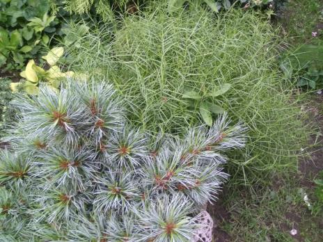 Осока Пальмолистная Muskingumensis