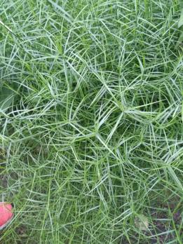 Осока Пальмолистная Muskingumensis