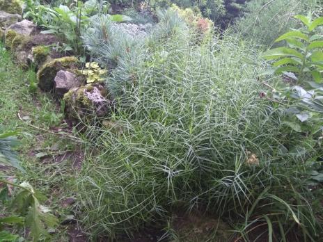 Осока Пальмолистная Muskingumensis