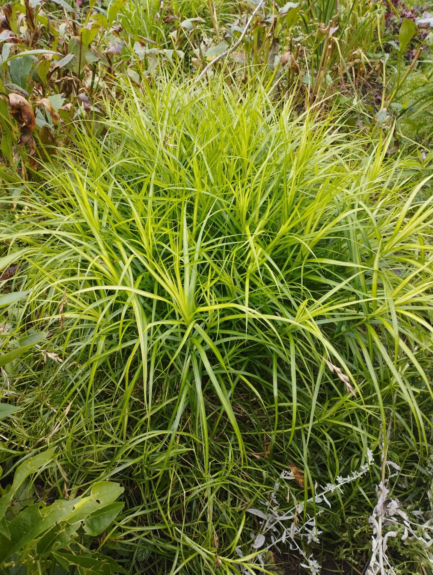 Осока Пальмолистная Aureavariegata