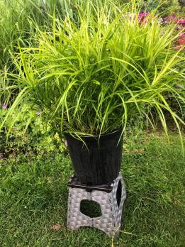 Осока Пальмолистная Aureavariegata