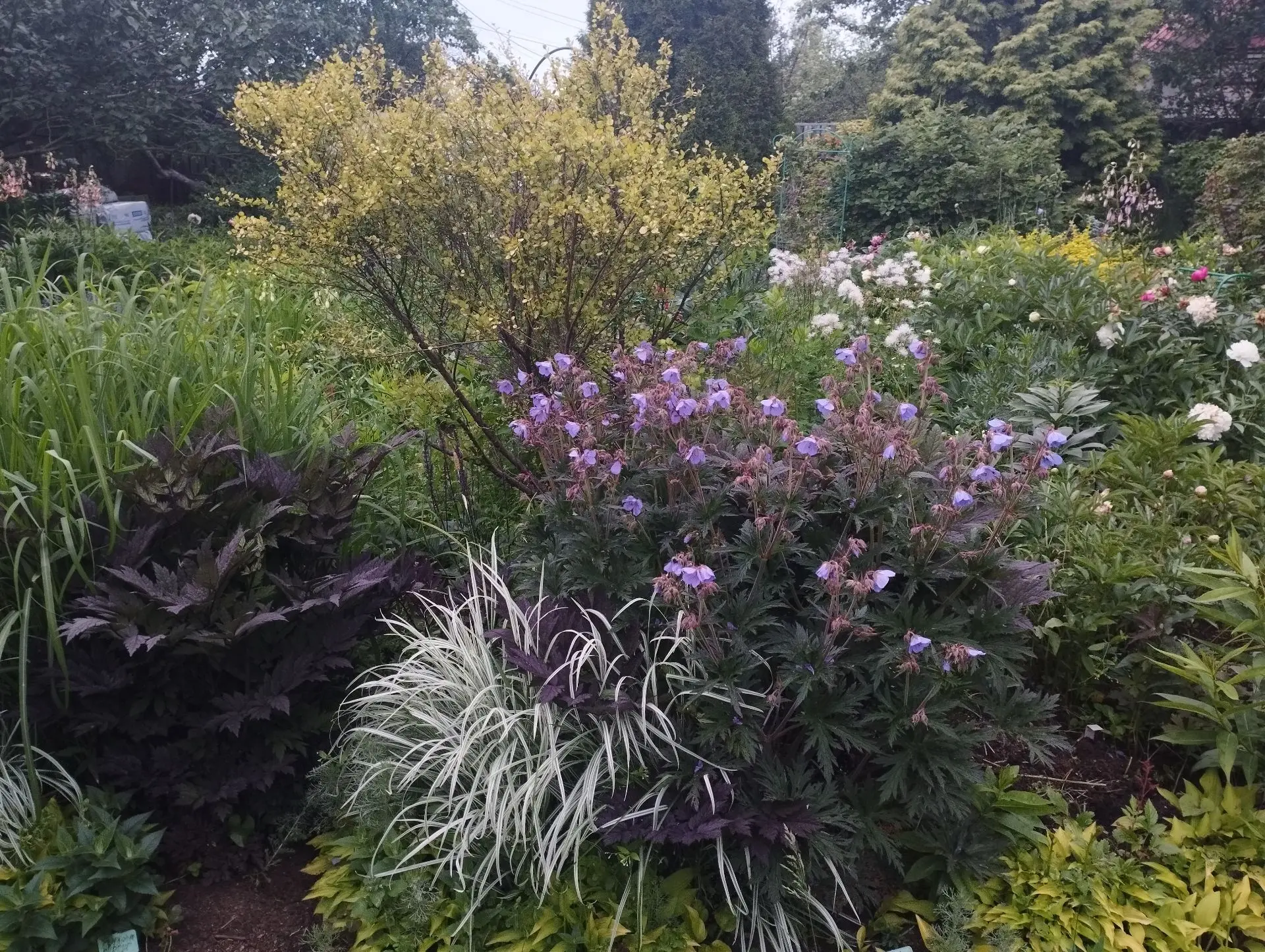 Рейграсс бульбоносный