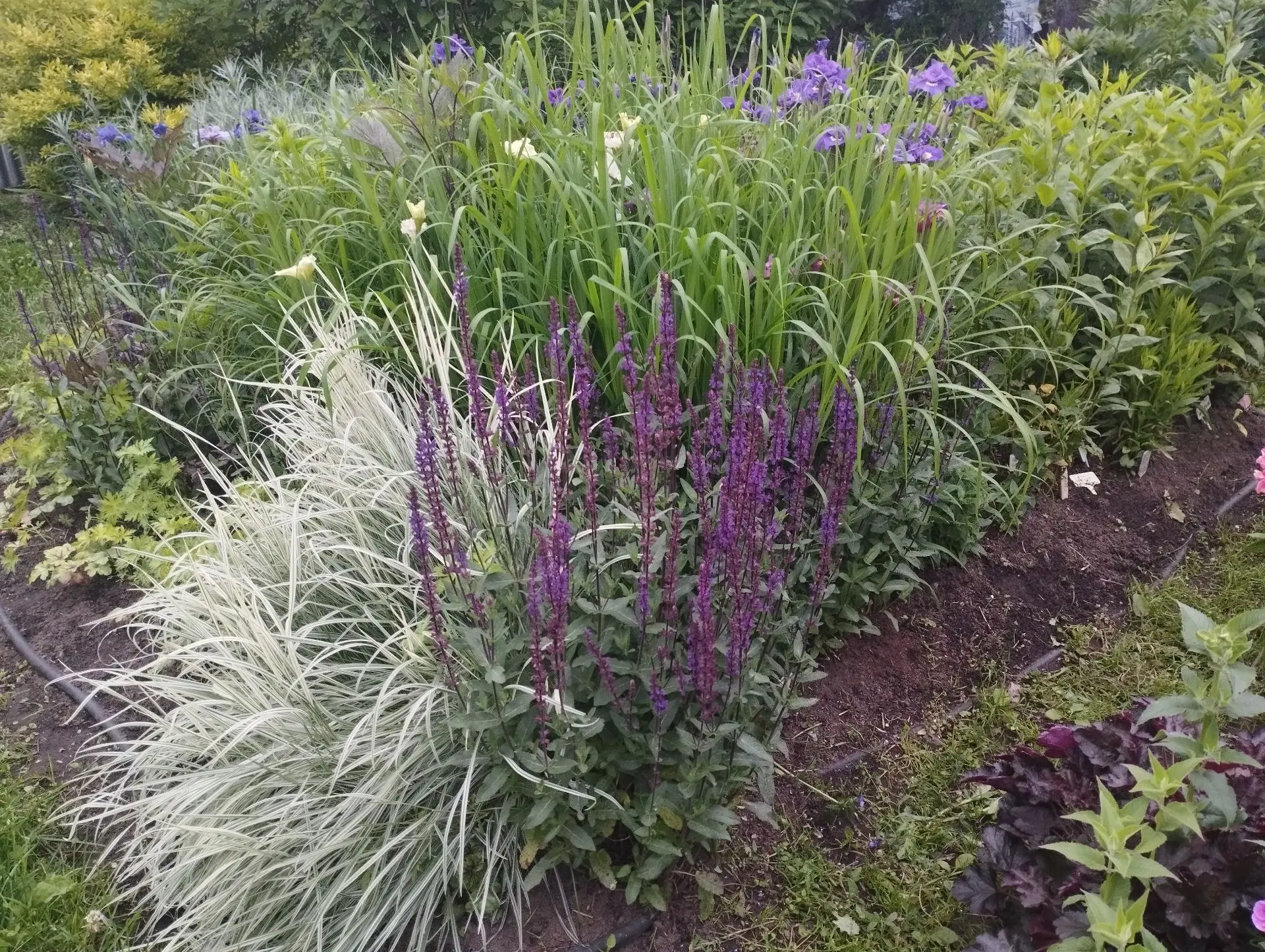 Рейграсс бульбоносный