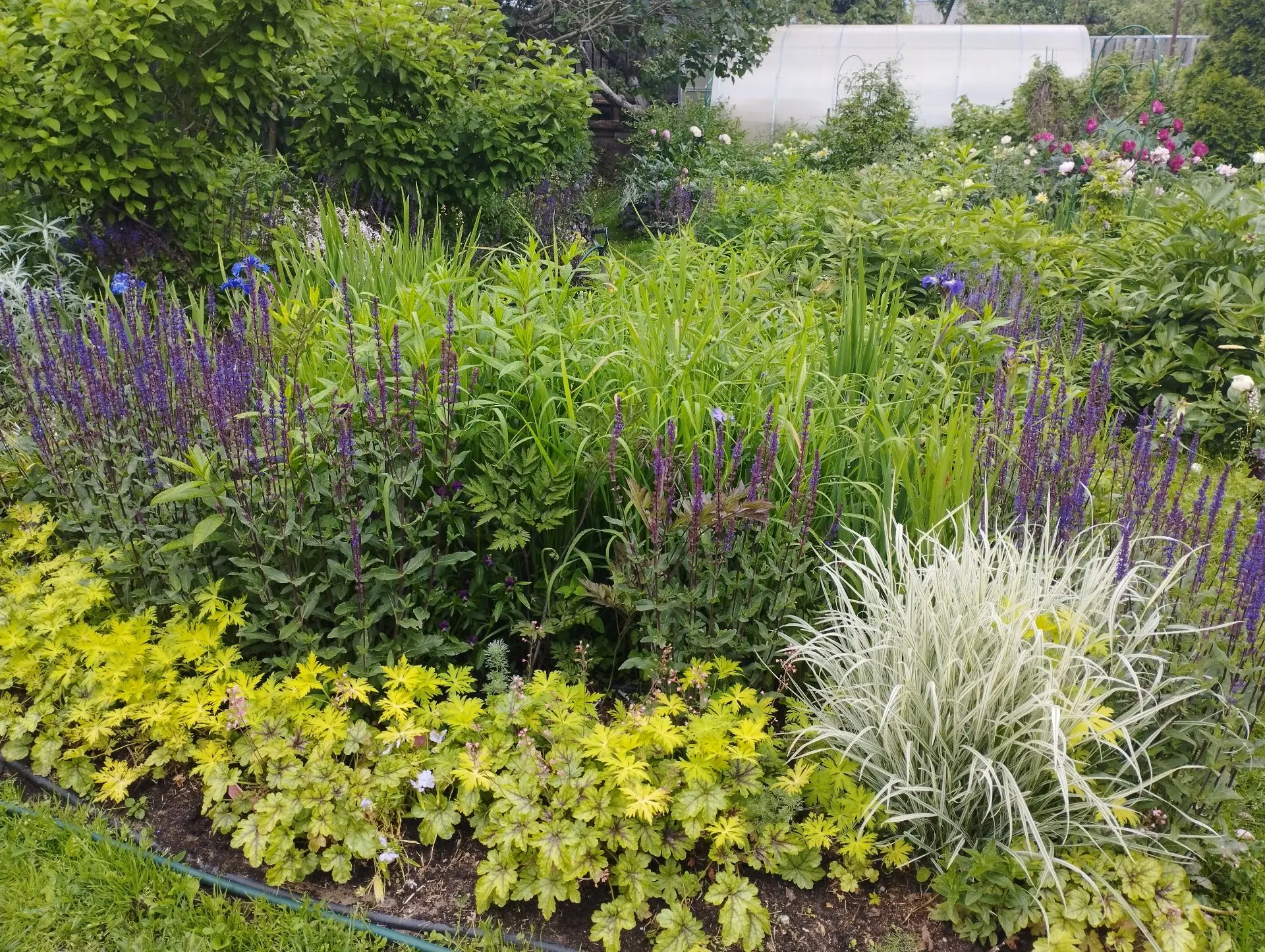 Рейграсс бульбоносный