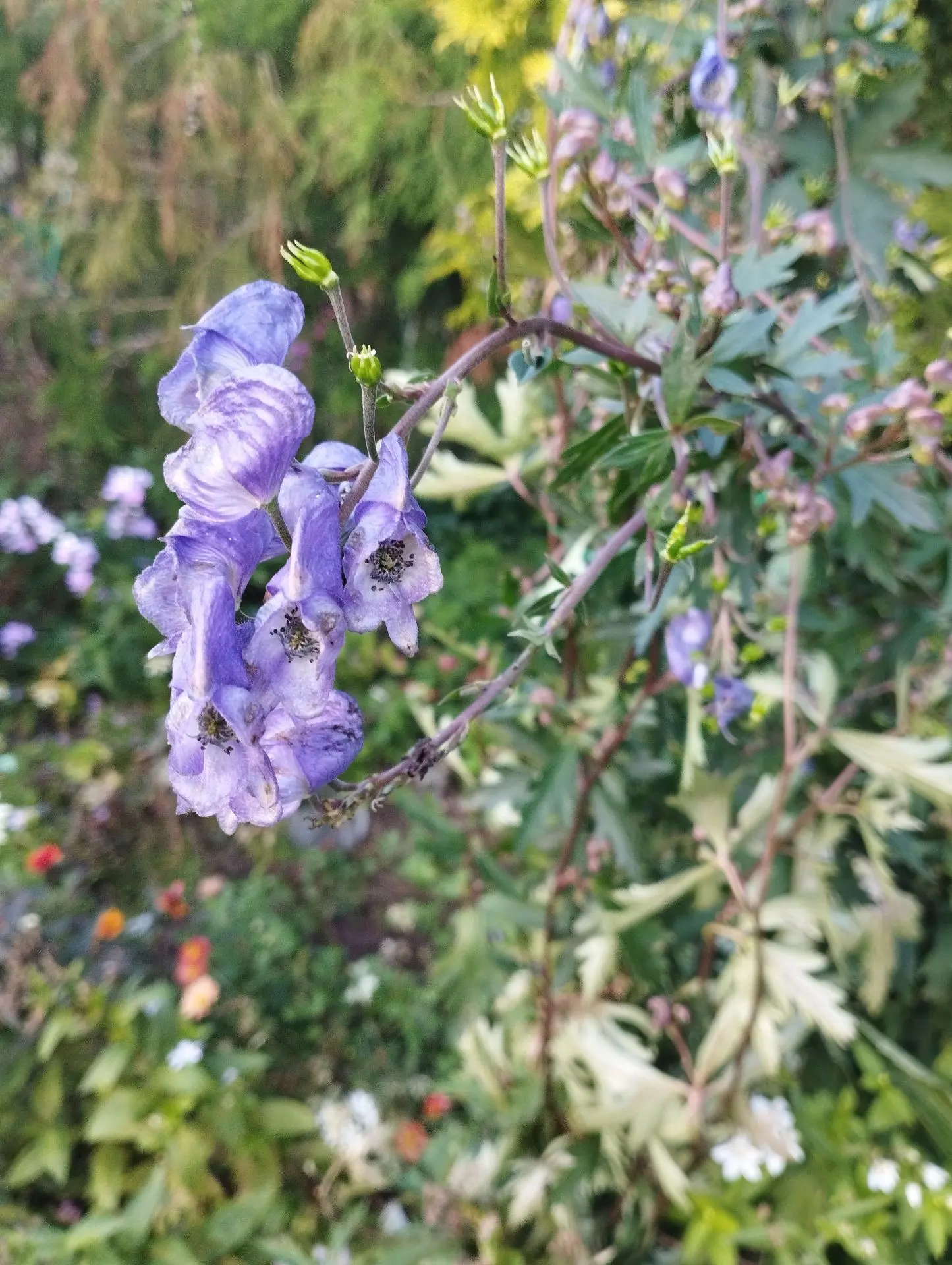 Аконит Arcautum (дуговидный)