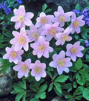 Анемона Alba-rosea (Nemorosa)