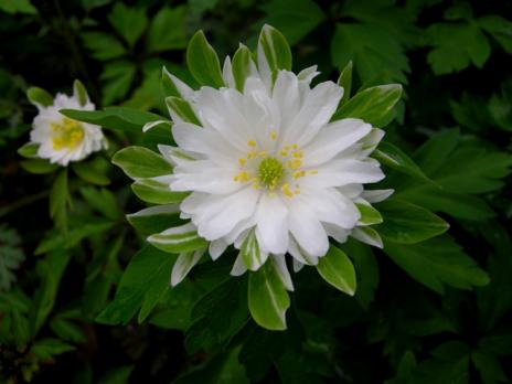 Анемона Bracteata (Nemorosa)