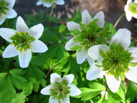 Анемона Green fingers (Nemorosa)