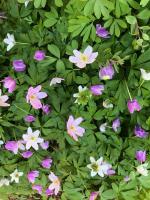 Анемона Kentrish pink (Nemorosa)