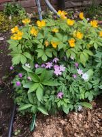 Анемона Kentrish pink (Nemorosa)