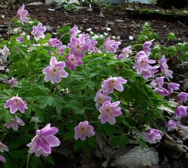 Анемона Kentrish pink (Nemorosa)