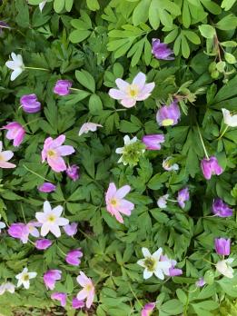 Анемона Kentrish pink (Nemorosa)