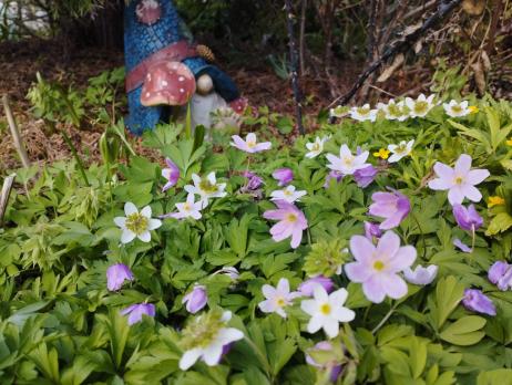 Анемона Kentrish pink (Nemorosa)