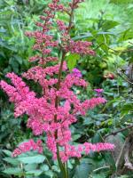 Астильба Alive and kicking