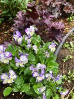 Гейхера Prince