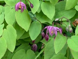 Горянка Benikujaku