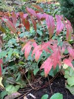 Горянка Domino