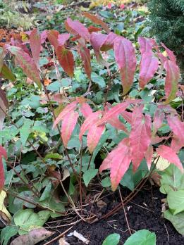 Горянка Domino