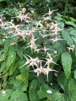 Горянка Domino