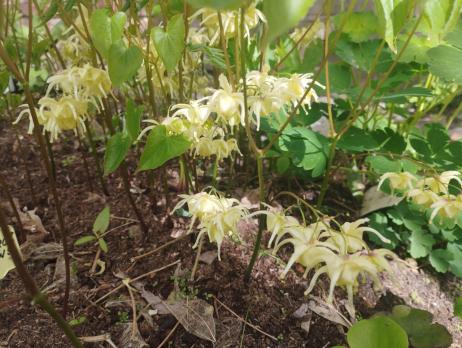 Горянка Harold epshtein