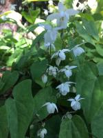 Горянка Niveum