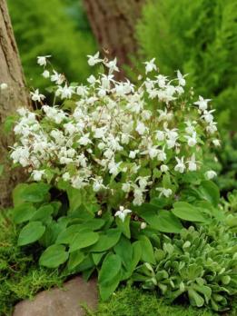 Горянка Niveum