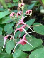 Горянка Pink champagne