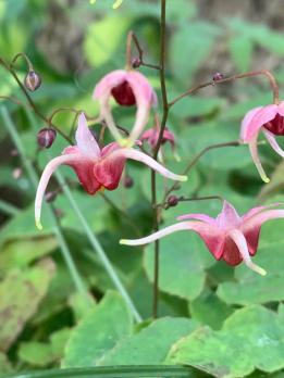 Горянка Pink champagne