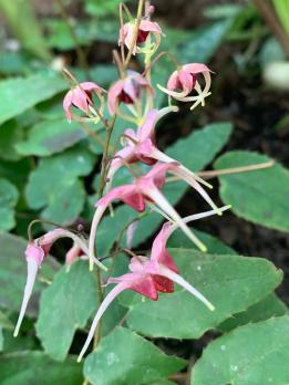 Горянка Pink champagne