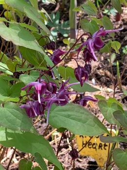 Горянка Purple prince