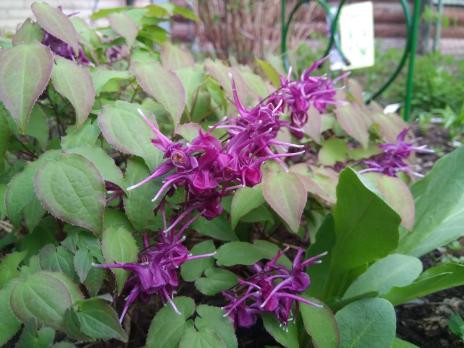 Горянка Purple pixie