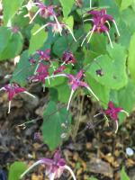 Горянка Red maximum