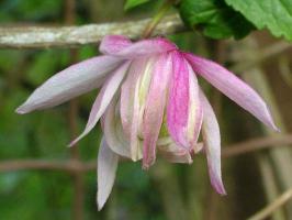 Княжик Pink Flamingo