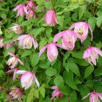 Княжик Pink Flamingo