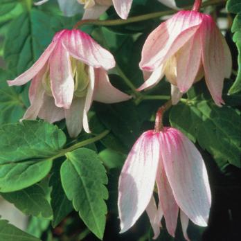 Княжик Pink Flamingo