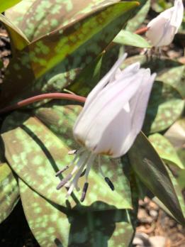 Кандык Snow Flake (Европейский)